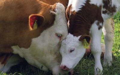 Earning an income from a cow